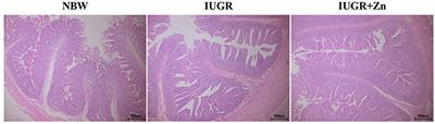 Zinc Oxide Nanoparticle Improves the Intestinal Function of Intrauterine Growth Retardation Finishing Pigs via Regulating Intestinal Morphology, Inflammation, Antioxidant Status and Autophagy